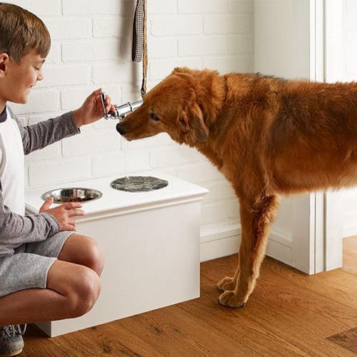kid feeding dog from Perge Carpet & Floors in Wheaton, MD